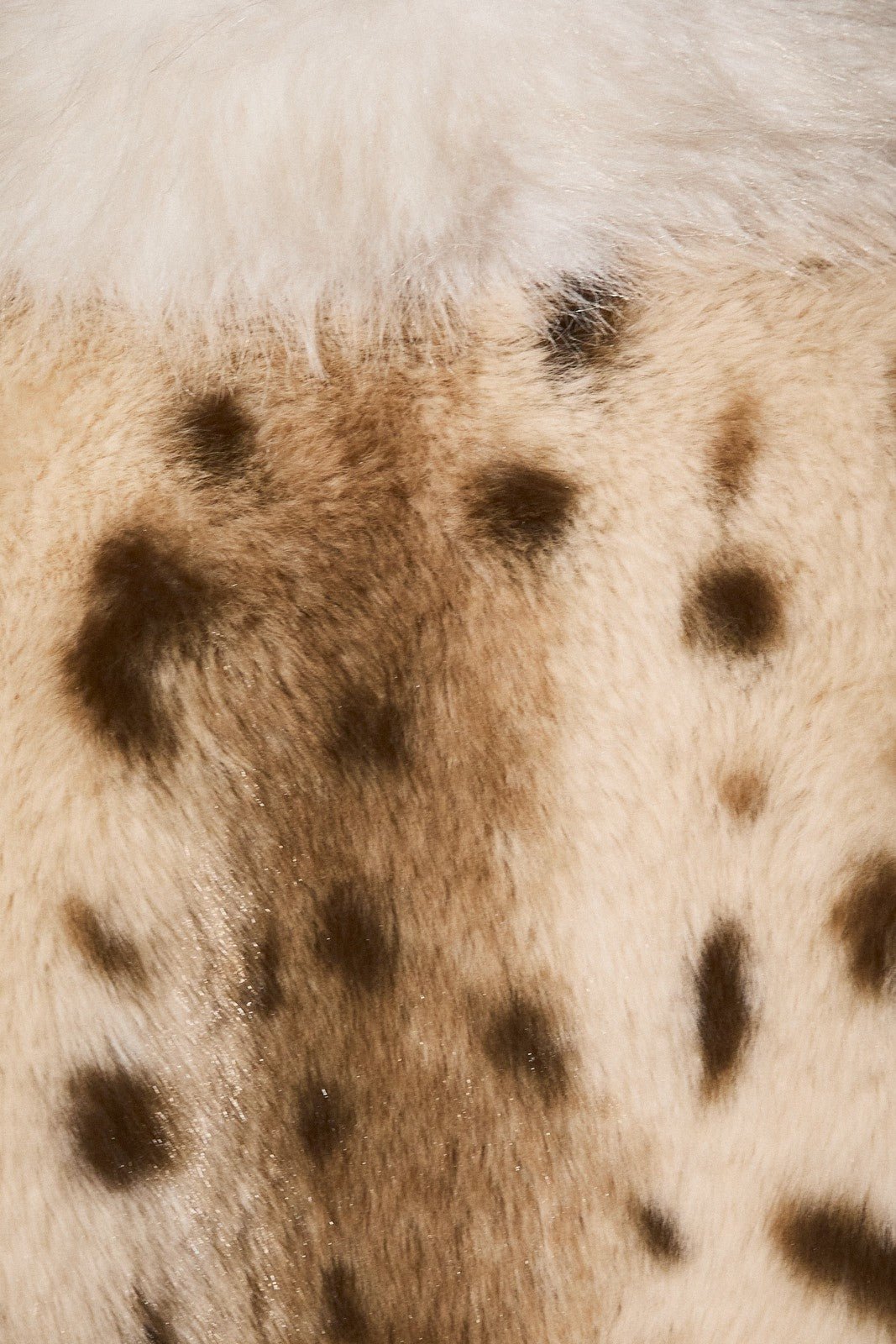 Faux Fur Affair Animal Print Faux Fur Jacket - Westly